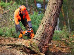 Best Lot and Land Clearing  in East Berwick, PA