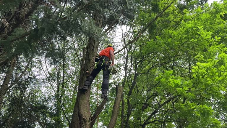 Best Hazardous Tree Removal  in East Berwick, PA