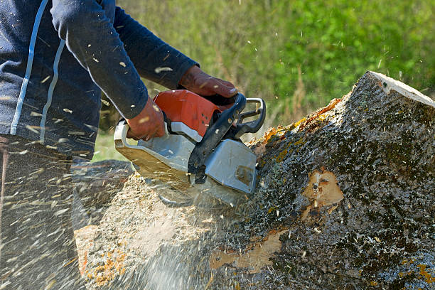 Best Fruit Tree Pruning  in East Berwick, PA