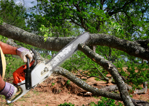 Best Tree Trimming and Pruning  in East Berwick, PA